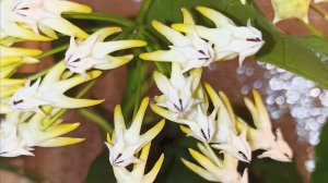 Хойя Мультифлора.