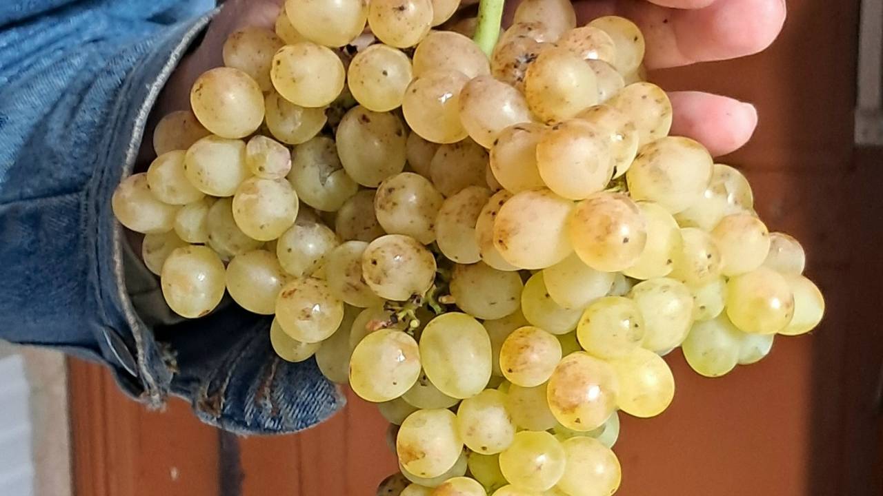 25. Виноград кишмиш 342 Венгерский - цветёт. 12 июня 2025 г.