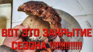 СУПЕР ЗАКРЫТИЕ СЕЗОНА сбора осенних грибов в Подмосковье