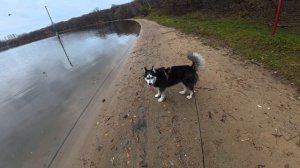 Хаски не боится электрошокера 4.11.25