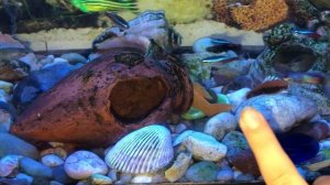 Собачки сквишь рассматривают новых рыбок.