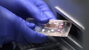 Сергунина анонсировала Неделю науки стран БРИКС+ в Москве