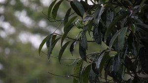 Успокаивающий звук дождя