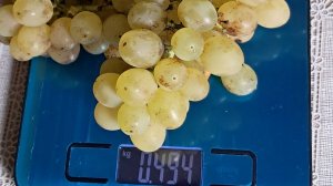 Остатки урожая винограда. 25 сентября 2025 г.