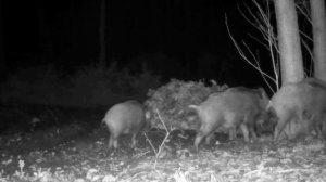 Кабаны фото ловушка