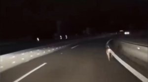 Исчезновение Оленя На Трассе