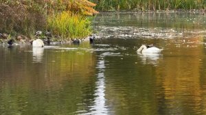 Парк в замке Твикель, 2025
