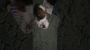 Носок-лучшая игрушка