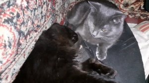 Мишка с Тишкой.