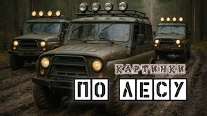 Картинки - По Лесу