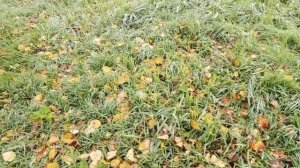 Осенние краски уходящей осени