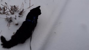 Мишка снегокот.