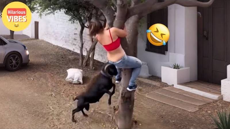 Самые смешные видео недели 😂 Постарайтесь не смеяться 😆🤣