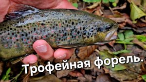 Обзор рыбалки на крупную форель. Закрытие сезона 2025 г.