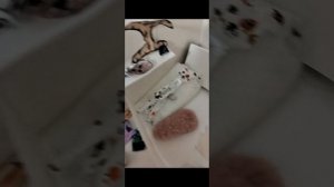 Новорожденный щенок??? 
Грант папа.......