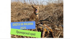 Охота на фазана 2025. Приморский край