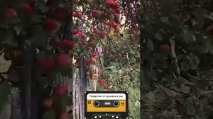 Лекарство от душевных ран

LuZion