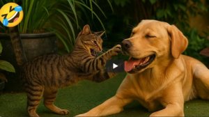 Смешные видео с КОШКАМИ🐱 и СОБАКАМИ🐶 Лучшие смешные видео с ЖИВОТНЫМИ 🤣2025