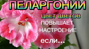 Пеларгония.Цвета лечат,повышает тонус настроение если...