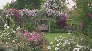 СОЗДАНИЕ РОЗОВОГО САДА: АРКИ, БЕСЕДКИ.СОВЕТЫ БРИТАНСКИХ ЭКСПЕРТОВ  САД Peter Beales Classic Roses