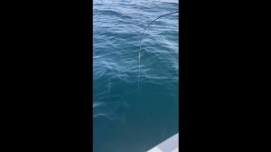 Гигантская акула поймана в Чёрном море. Трофейная рыбалка 07.11.2025г.