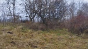 3 ноября 2025г. Плход по грибы. Липецкая область