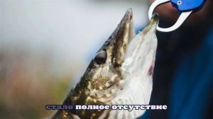 High North News: Норвегия и Россия зашли в тупик в переговорах о рыболовстве