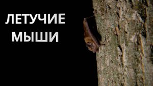 Летучие Мыши. Заповедник  г. Самара