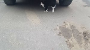 Чёрно-белая кошечка