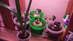 10-11-2025.Гиппеаструмы..пересадка детки.