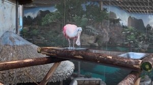 Океанариум Абу Даби 2025, нам удалось покормить пингвинов! - 4K