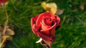 06=11=2025 кмр   ПВН  (134)