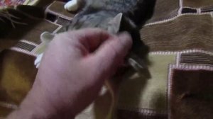 Кототерапия