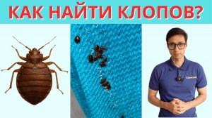 Как найти клопов в квартире и где находятся их гнезда?
