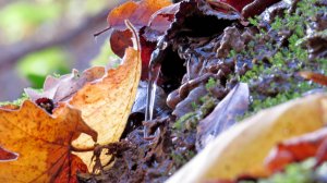 Плачущий камень. Термальный источник.