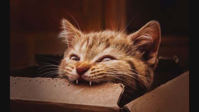 Аудио   газета прикол