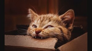 Аудио   газета прикол