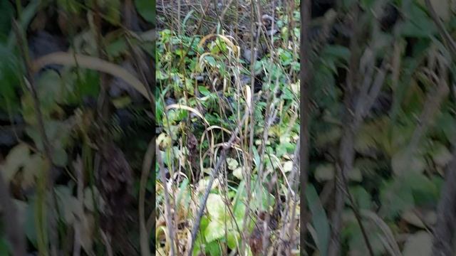 9 ноября 2025г прогулка в зоне леса