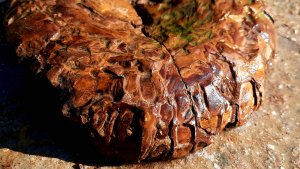 Атефакт диск возрастом миллиард лет.