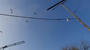 09.11.25 г. Андижанская порода голубей (1)