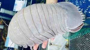 ГИГАНТСКИЙ ПИР ИЗ МОРЕПРОДУКТОВ Изоподы, Групер, Морские мидии, Моллюски - Вьетнамская уличная еда