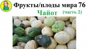 Фрукты - плоды мира 76 – Чайот Часть 2 Сыроедение Фрукторианство