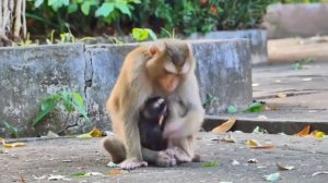 Какое многообразие методов воспитания, форм общения, особенностей ...  1000040590.mp4