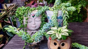 Пересадка суккулентиков и мини фиалочки