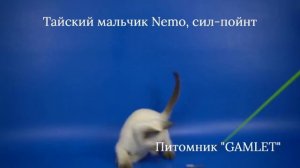 Тайский мальчик Nemo Gamlet, окрас сил-пойнт 1,5 месяца - ищет хозяев!