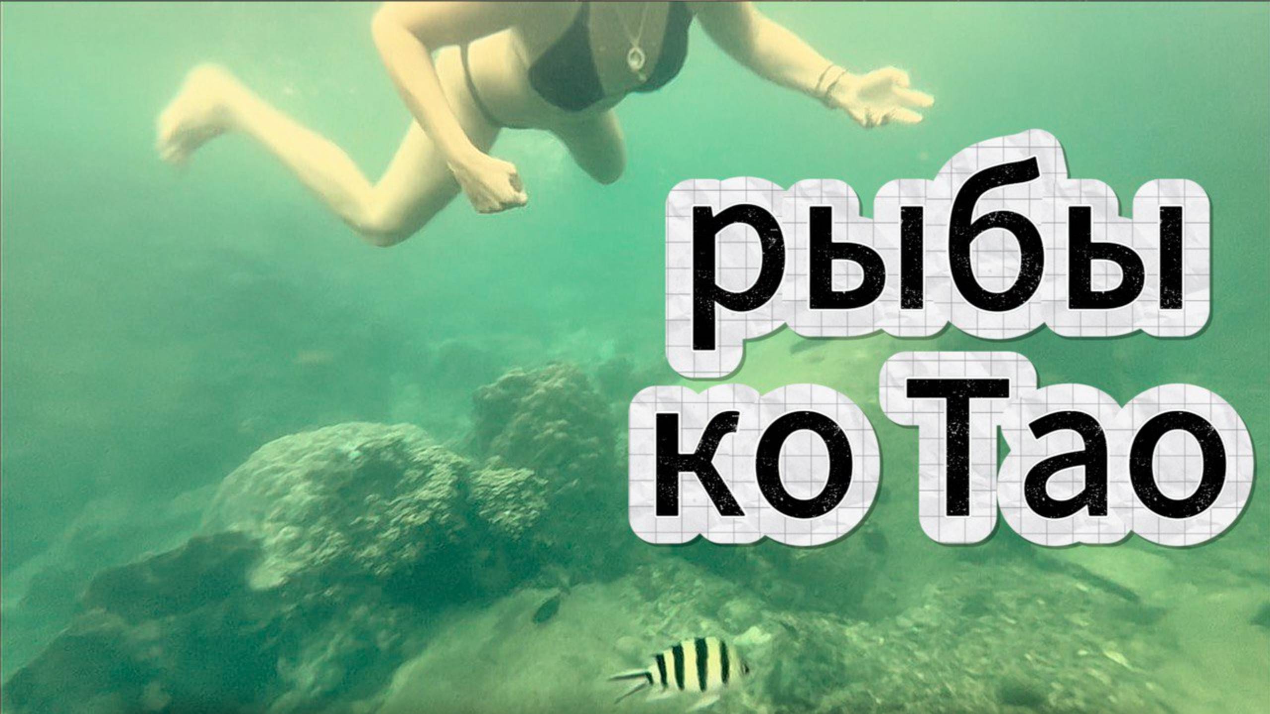 РЫБЫ КО ТАО | Тайланд