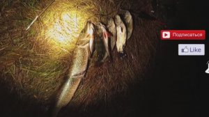 Отличня подводная охота, много рыбы.