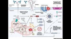 Митохондрии - главный триггер аутоиммунных болезней? Иммунометаболизм и секреты миелоидных клеток