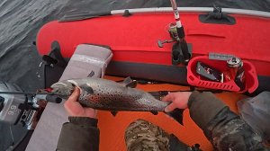 Троллинг на кумжу(озеро Колвицкое)Мурманская область. Долгожданный трофей.