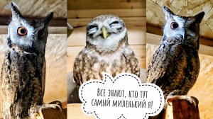 Маленькие совы неспешно ужинают. Пёс Кубик получил оленье копытце